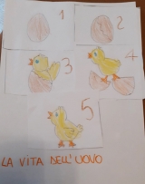pulcino_pasqua_3.jpg