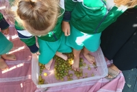 vendemmia_5.jpg